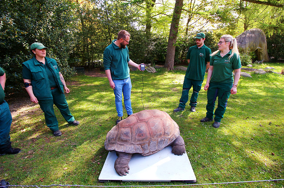 Eine Aldabra-Riesenschildkröten (Geochelone gigantea) im Tierpark Hagenbeck