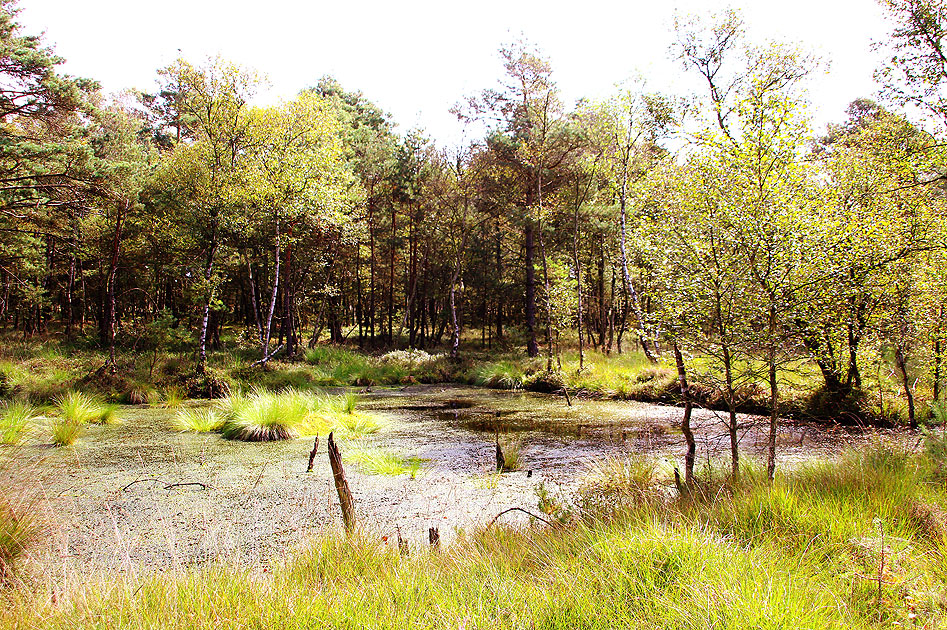 Das Pietzmoor bei Schneverdingen