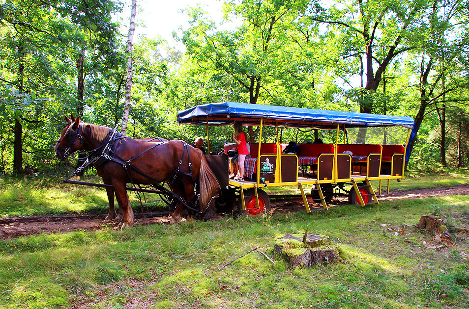 Bio-Mobilität: Eine Pferdekutsche in der Lüneburger Heide